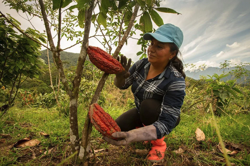 Projeto Floresta+ Amazônia — CONSERVACAO