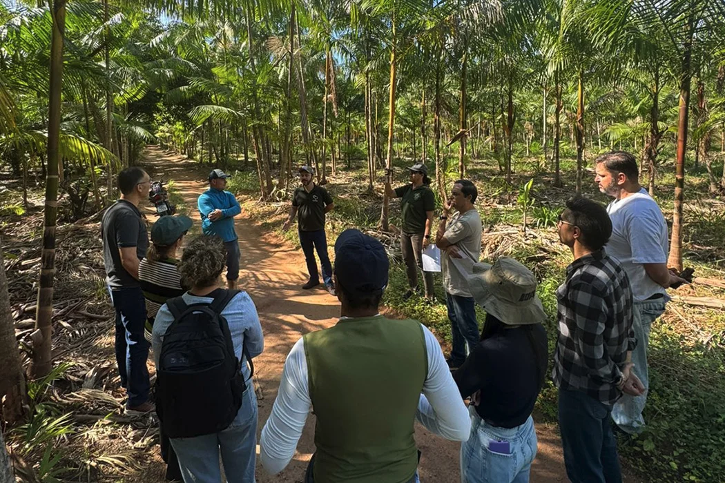 Projeto Floresta+ Amazônia — RECUPERACAO
