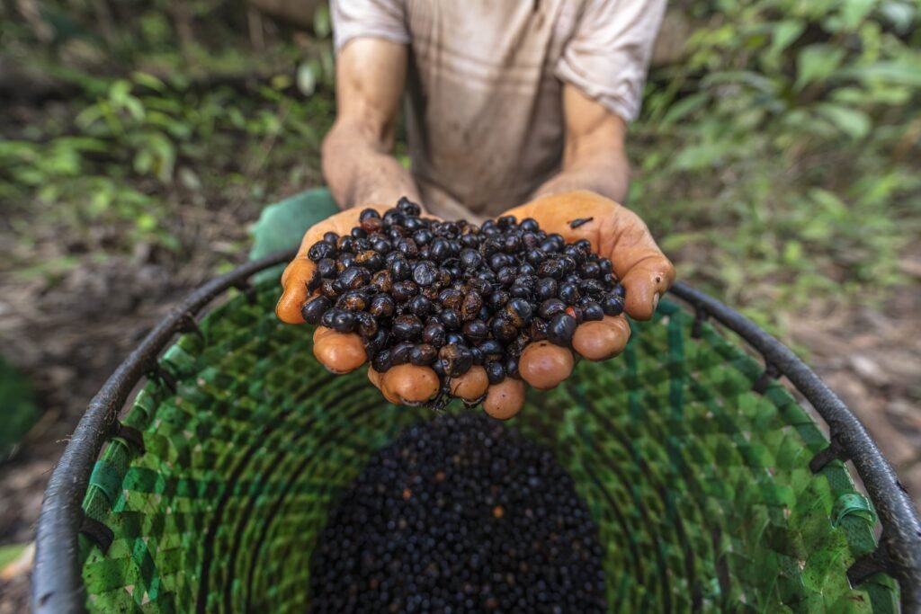 Seminário apresentará contribuições de atores-chave para o refinamento do Projeto Floresta+ Amazônia
