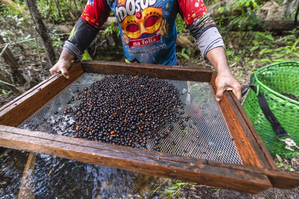 Projeto Floresta+ Amazônia inicia a segunda etapa de oficinas de diálogos e colaboração