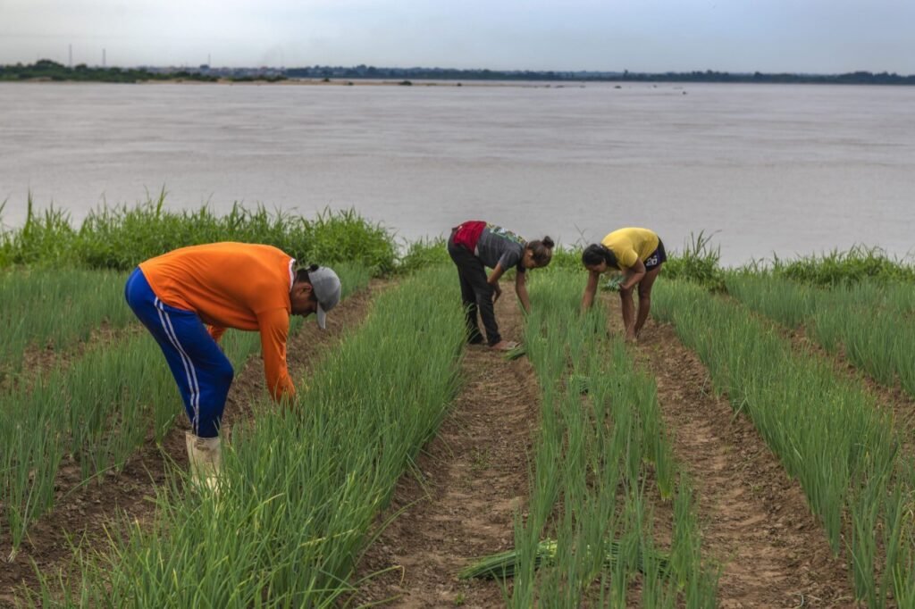 Projeto Floresta+ Amazônia lança site
