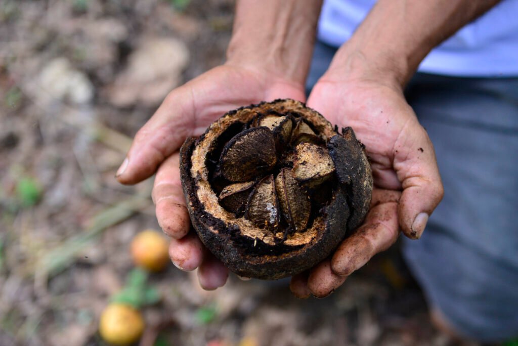 Edital de ideias de projetos da modalidade Floresta+ Comunidades tem prazo prorrogado para inscrições