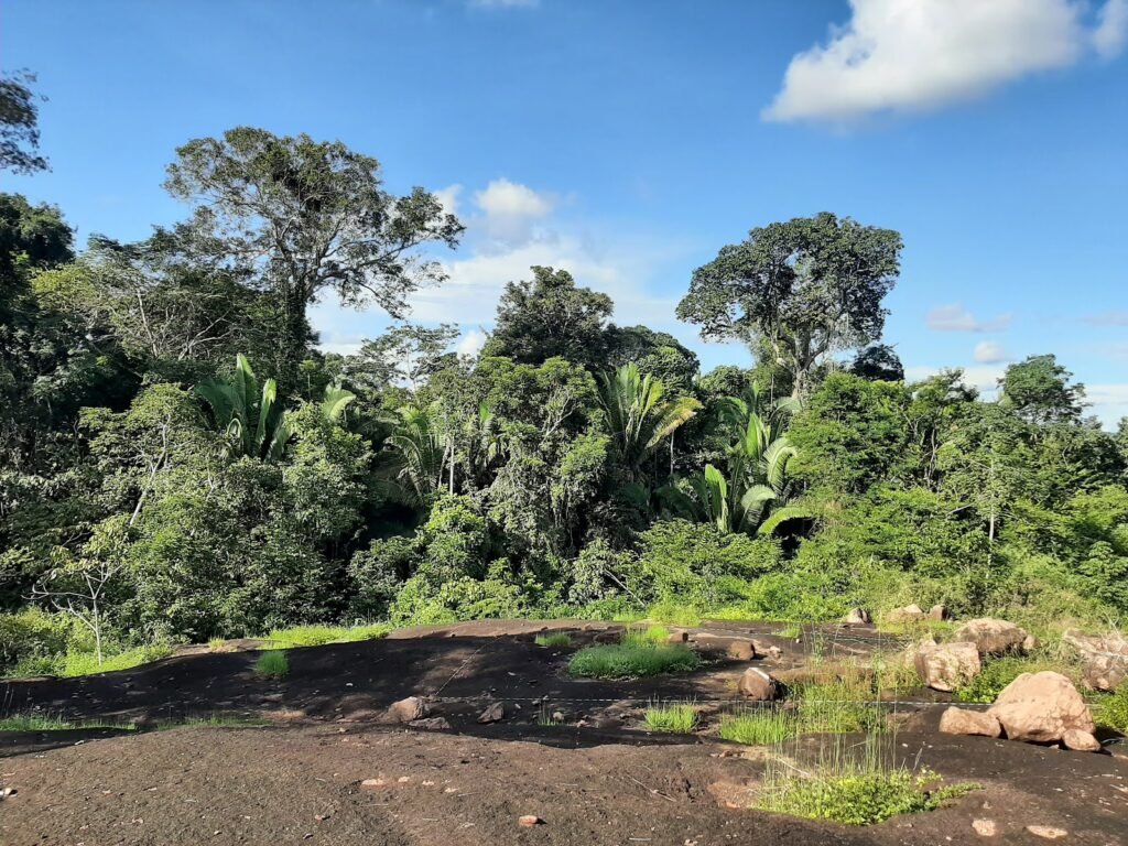 Seja beneficiário (a) do projeto Floresta+ Amazônia na modalidade Conservação