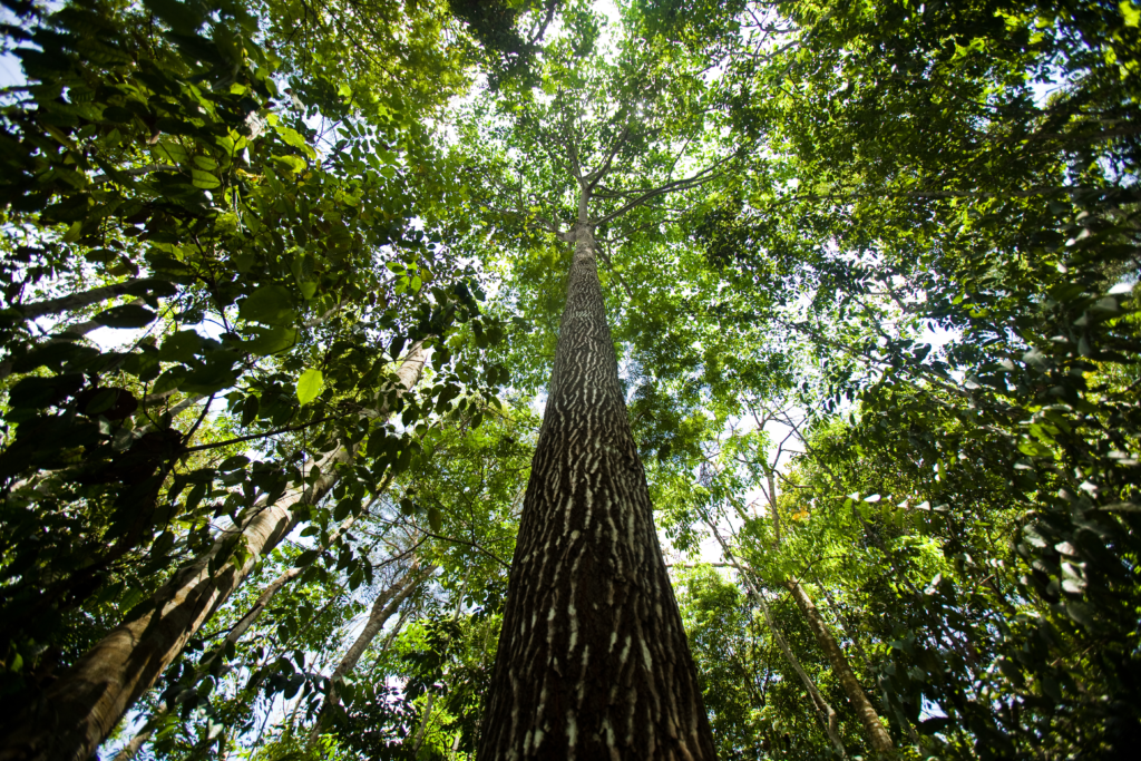 Projeto Floresta+ Amazônia lança chamada de aceleração para negócios de impacto que atuam ou tenham potencial para atuar na Região Amazônica