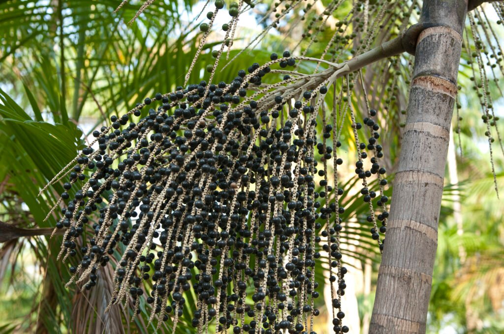 <strong>Chamada Floresta+ Aceleração anuncia negócios selecionados para a pré-aceleração</strong> 