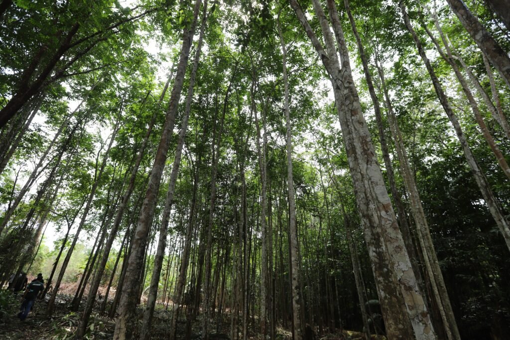 No Pará, é possível produzir e conservar na floresta amazônica