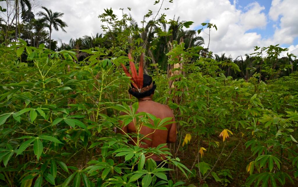 Floresta+ Amazônia fortalece iniciativas de conservação em território do povo Apurinã
