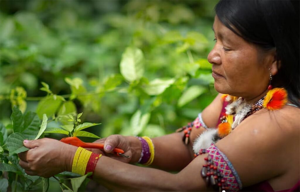 Guardiãs da Amazônia: mulheres são pioneiras na conservação da floresta