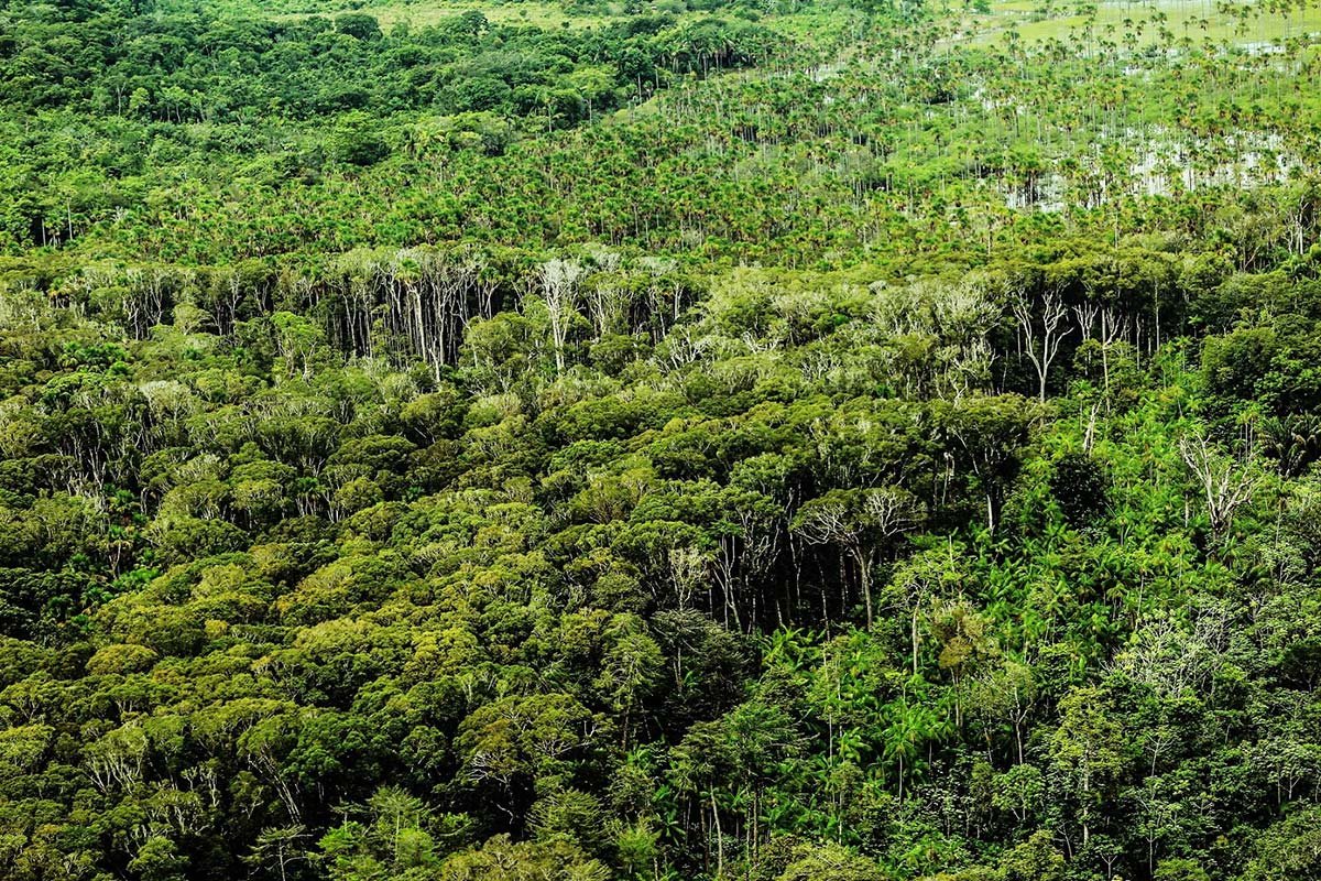 Projeto Floresta+ vai investir R$ 130 milhões no Programa “União com os Municípios” na Amazônia