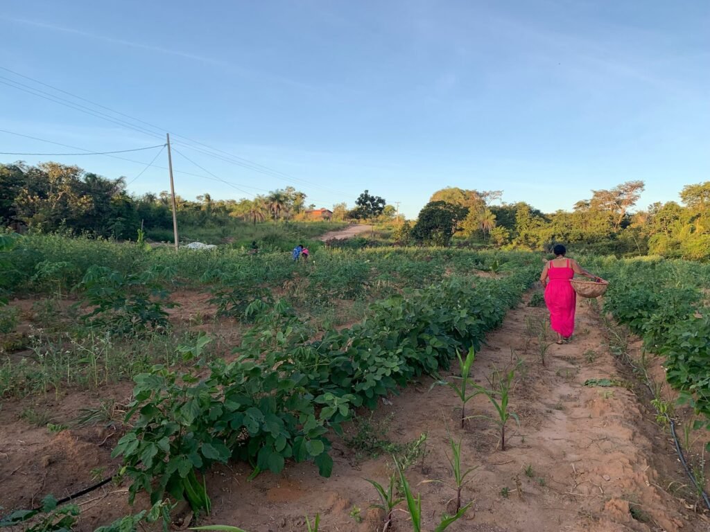 Projeto apoiado pelo Floresta+ destaca liderança de mulheres indígenas Guajajara em ações de restauração e segurança alimentar no Maranhão